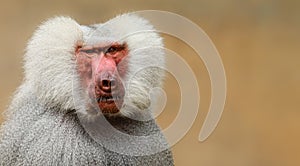 Adult old baboon monkey Pavian, Papio hamadryas close face expression observing staring vigilant looking at camera with brown