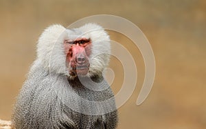 Adult old baboon monkey Pavian, Papio hamadryas observing staring and vigilant looking at camera with brown bokeh