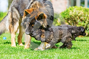 Adult old german shepherd dog and puppy playing together