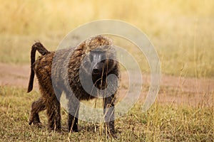 Adult Olive baboon foraging in arid grassland