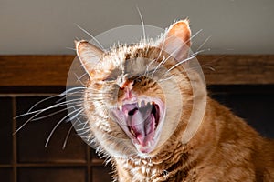 Adult orange cat with its mouth wide open; yellow teeth and tartar visible on the teeth, sign of dental problems