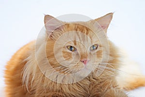 Adult Orange Persian Maine Coon Mix Cat Breed