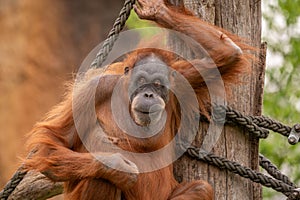 Adult orangutan hanging from a rope, observing surroundings