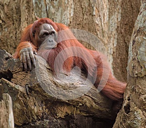 Adult orangutan lying deep in thoughts