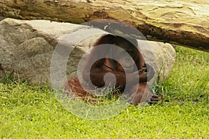 Adult orangutan Rongo sits under a bunch of grass and tree branches. Bali ZOO, Indonesia