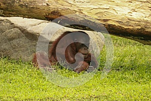 Adult orangutan Rongo sits under a bunch of grass and tree branches. Bali ZOO, Indonesia photo