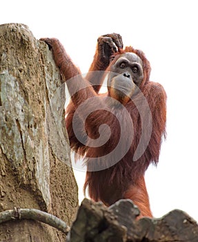 Adult orangutan scratching its head