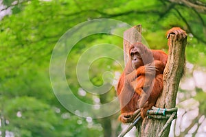 Adult orangutan sitting with jungle as a background