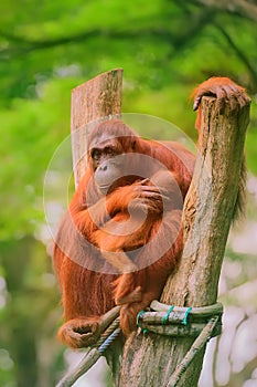 Adult orangutan sitting with jungle as a background