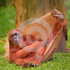 Adult orangutan sitting with jungle as a background