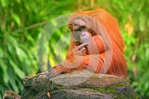 Adult orangutan sitting with jungle as a background