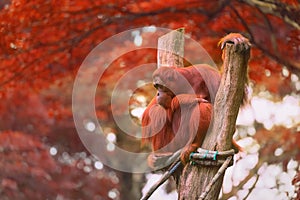 Adult orangutan sitting with jungle as a background