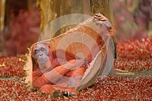 Adult orangutan sitting with jungle as a background