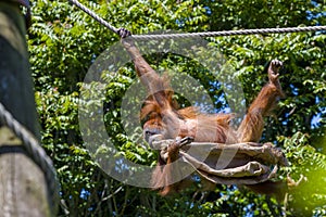 An adult Orangutan swinging on a rope with a sack at Jersey zoo