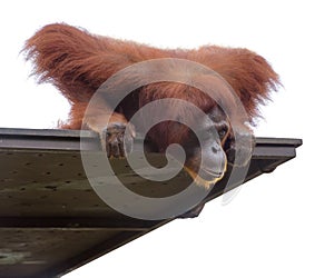 Adult orangutang looking down from its platform