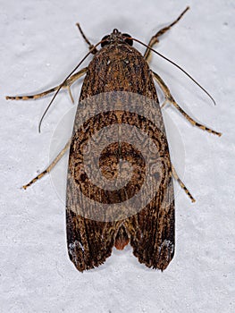 Adult Orbed Narrow-wing Moth