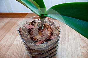 Adult orchid grows in a transparent pot from a plastic bottle in a pine bark