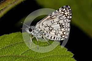 Adult Orcus Checkered-Skipper Moth photo