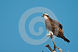 Adult Osprey photo