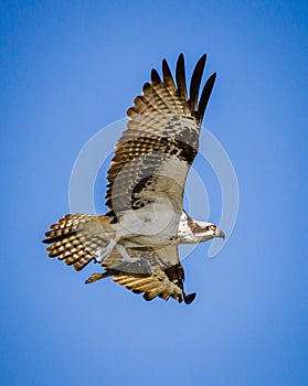 Adult osprey, bird of prey, flies to nest with fish in talons