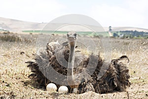 Adult ostrich on eggs