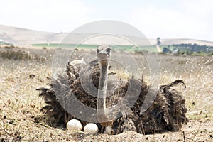 Adult ostrich on eggs photo