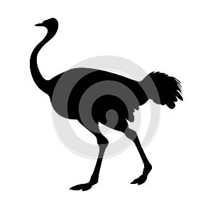 Adult ostrich vector black silhouette