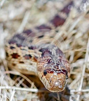 Adult Pacific Gopher Snake head details