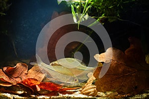 Adult pair of gudgeon or bitterling fish in spawning coloration play in European lake biotope nature deisgn