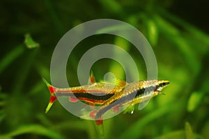 Adult pair of pencilfish spawn in nature biotope aquarium, Nannostomus beckfordi red, Brazilian ornamental blackwater fish