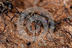 Adult Paper Wasp