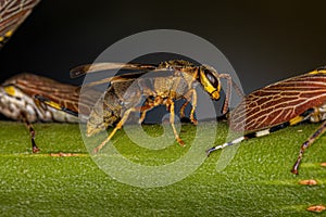 Adult Paper Wasp