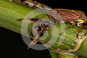 Adult Paper Wasp