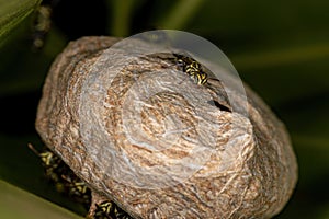 Adult Paper Wasp photo