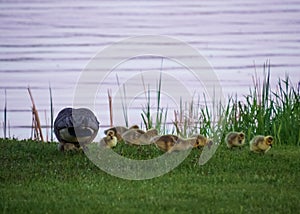 Adult parent goose is feeding with a gaggle of its goslings on the grassy shore of the Chippewa Flowage in the Northwoods forest