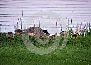 Adult parent goose feeds with its gaggle of goslings along the shore of the Chippewa Flowage water at sunset