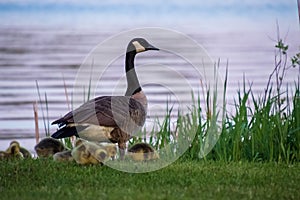 Adult parent goose with a gaggle of feeding goslings in the Northwoods forest of Hayward, Wi along the Chippewa Flowage