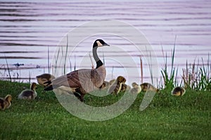 Adult parent goose with a gaggle of goslings at sunset on the grassy shoreline of the Chippewa Flowage in the Northwoods forest