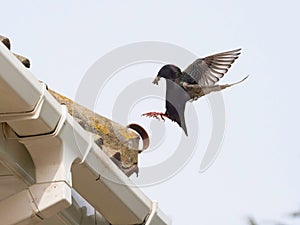 An adult parent starling (sturnus vulgaris) comes into land with food in its beak at a roof top nest wings outstretched