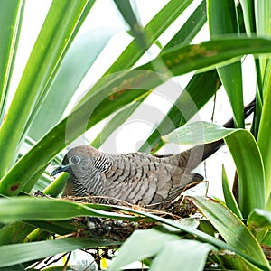 An adult parent Zebra Dove nesting sitting southern Asia