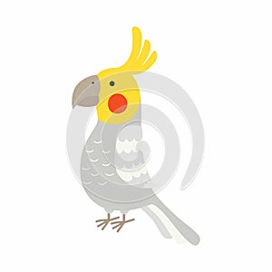 Adult parrot of normal grey cockatiel. Nymphicus hollandicus, corella. Cartoon bird design. Vector illustration