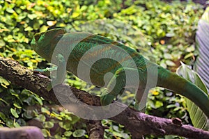 An adult Parson \'s chameleon climbs through tree branches. photo