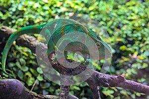 An adult Parson \'s chameleon climbs through tree branches. photo