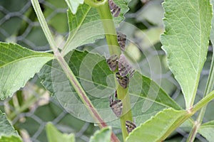 Adult passionvine hoppers on a stem photo
