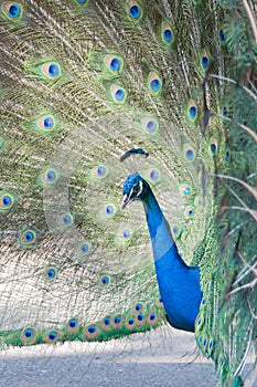 Adult Peacock in Full Display