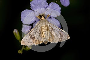 Adult Pearl Moth photo