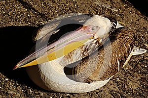 Adult pelican - Pelecanidae - sleeping at shore of a small lake in ZOO