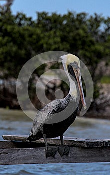 Adult pelican sitting alone on dock