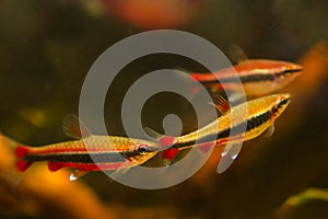 Adult pencilfish healthy pets in nature biotope design aquarium, dim light with brown tannin stained water, ornamental blackwater photo