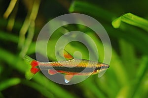 Adult pencilfish in nature biotope aquarium, Nannostomus beckfordi red, Brazilian ornamental blackwater fish